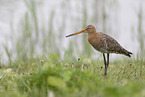 black-tailed godwit