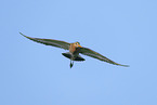 black-tailed godwit