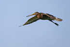 black-tailed godwit