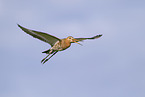 black-tailed godwit