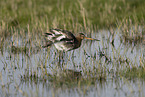 black-tailed godwit