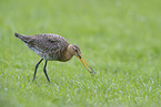 black-tailed godwit