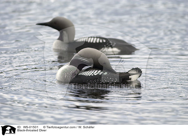 Prachttaucher / Black-throated Diver / WS-01501