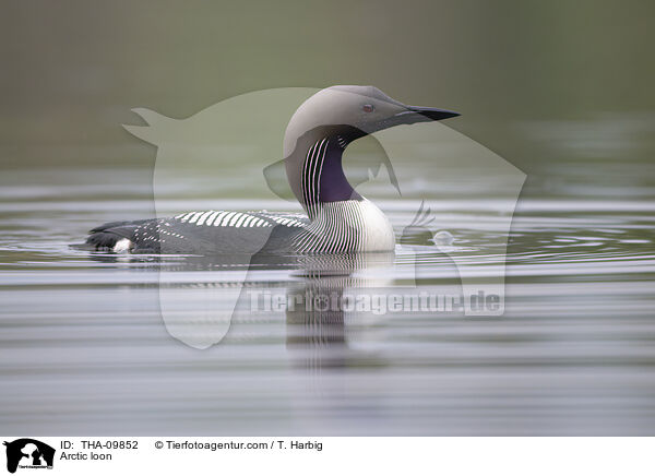 Prachttaucher / Arctic loon / THA-09852