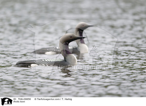 Arctic loon / THA-09856