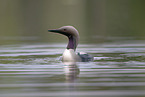 Arctic loon