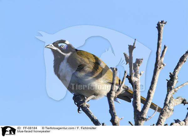 Blauohr-Honigfresser / blue-faced honeyeater / FF-08184