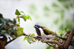 blue-faced honeyeater