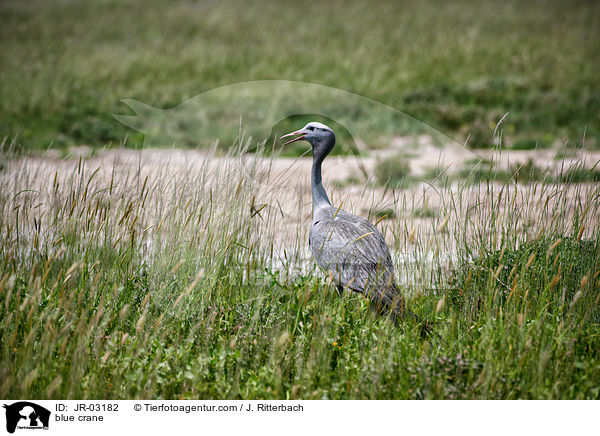 Paradieskranich / blue crane / JR-03182