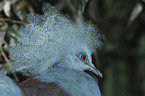 crowned pigeon