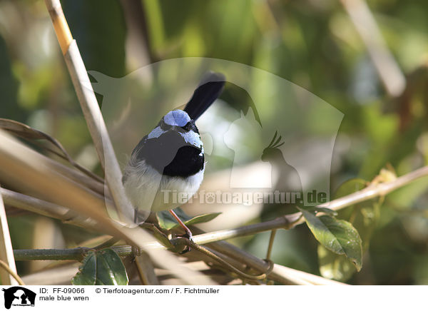 male blue wren / FF-09066