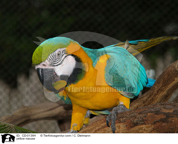 Gelbbrustara / yellow macaw / CD-01364