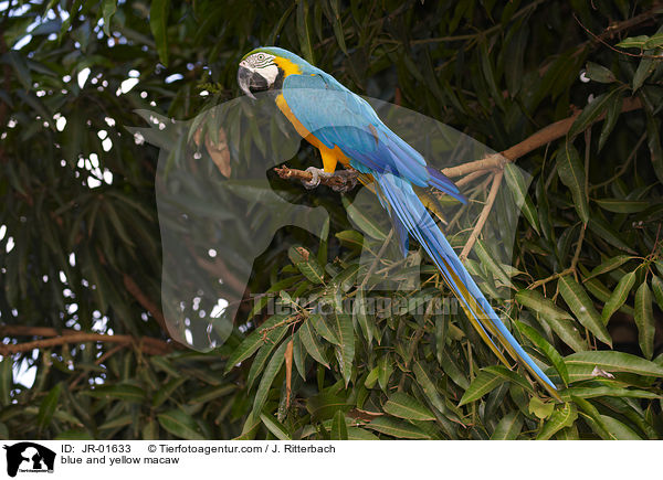 Gelbbrustara / blue and yellow macaw / JR-01633