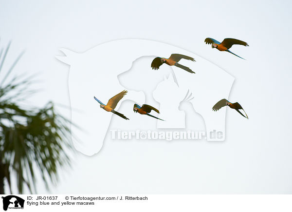 fliegende Gelbbrustaras / flying blue and yellow macaws / JR-01637