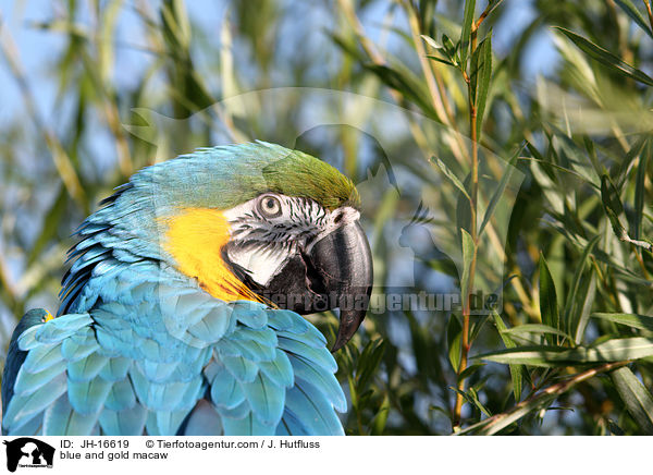 Gelbbrustara / blue and gold macaw / JH-16619
