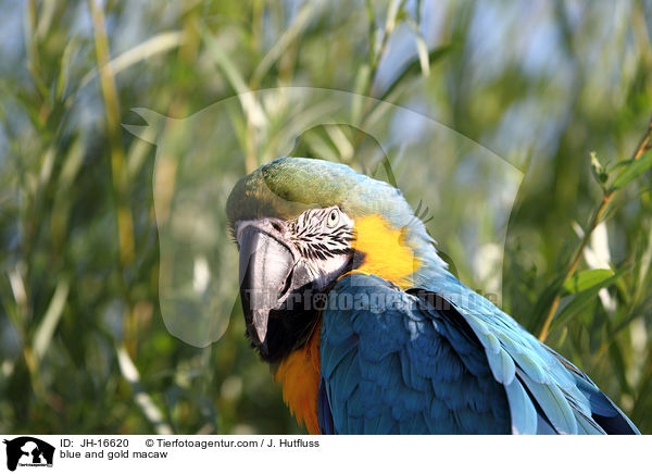 Gelbbrustara / blue and gold macaw / JH-16620