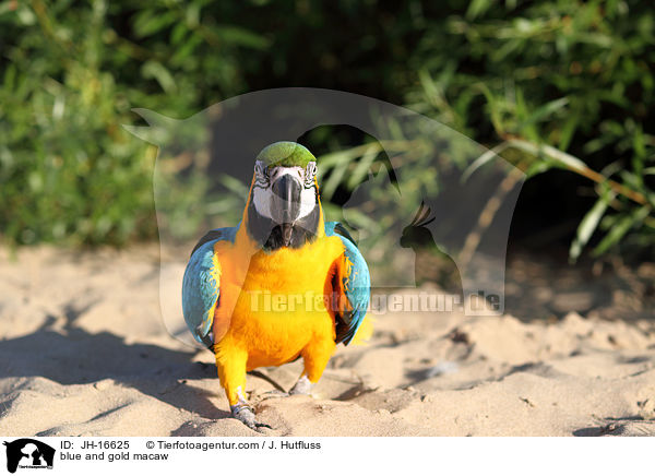 Gelbbrustara / blue and gold macaw / JH-16625