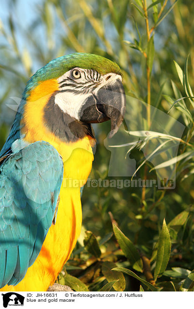 Gelbbrustara / blue and gold macaw / JH-16631
