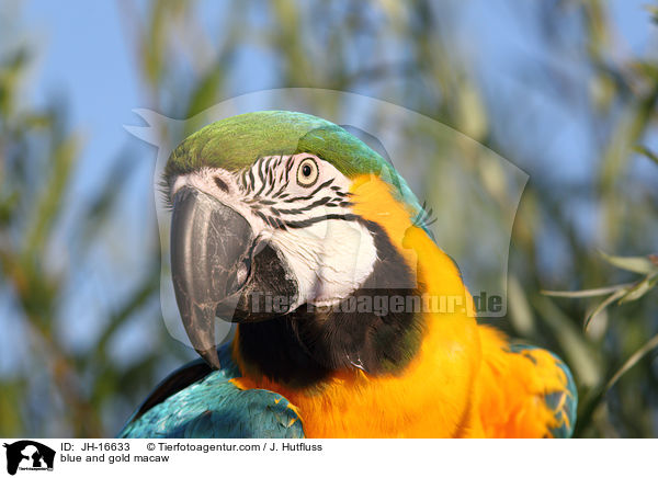 Gelbbrustara / blue and gold macaw / JH-16633