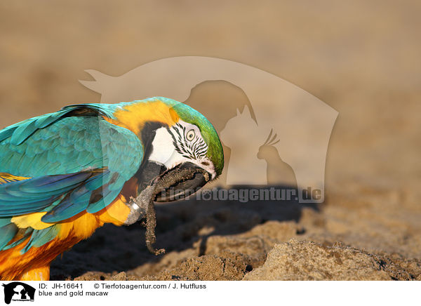 Gelbbrustara / blue and gold macaw / JH-16641