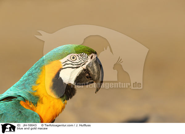 Gelbbrustara / blue and gold macaw / JH-16643