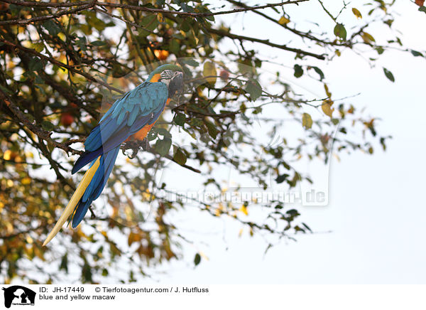 Gelbbrustara / blue and yellow macaw / JH-17449