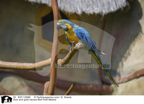 blue and gold macaw Bird Park Marlow / SST-12886