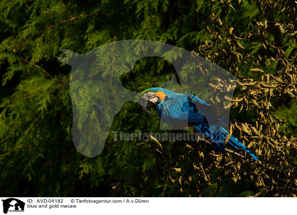 blue and gold macaw / AVD-04182