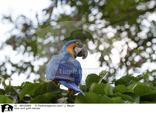 blue and gold macaw / JM-02689
