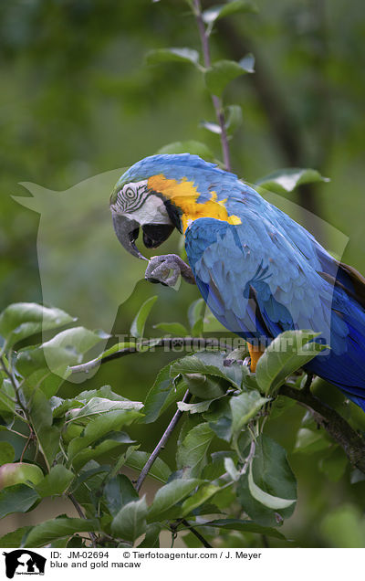 Gelbbrustara / blue and gold macaw / JM-02694