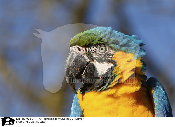 blue and gold macaw / JM-02697