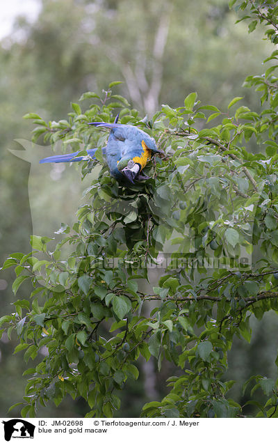 Gelbbrustara / blue and gold macaw / JM-02698