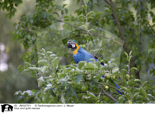 Gelbbrustara / blue and gold macaw / JM-02701