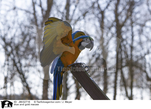 Gelbbrustara / blue and gold macaw / JM-02716