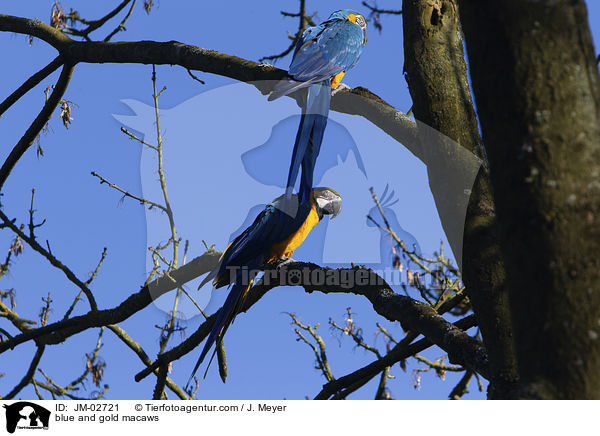 Gelbbrustaras / blue and gold macaws / JM-02721