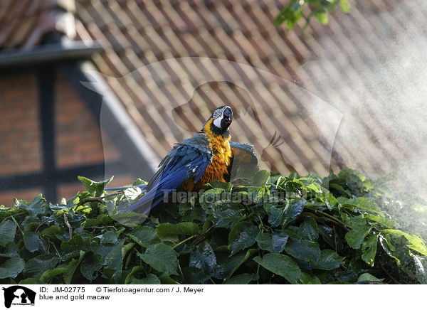Gelbbrustara / blue and gold macaw / JM-02775