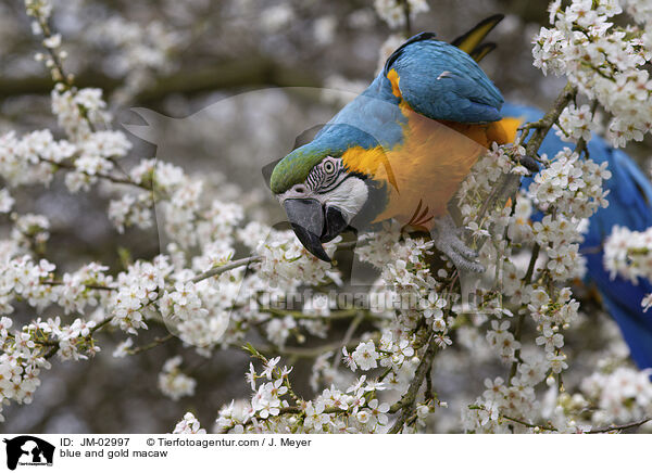 Gelbbrustara / blue and gold macaw / JM-02997