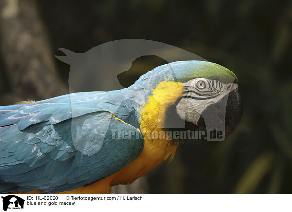 Gelbbrustara / blue and gold macaw / HL-02020