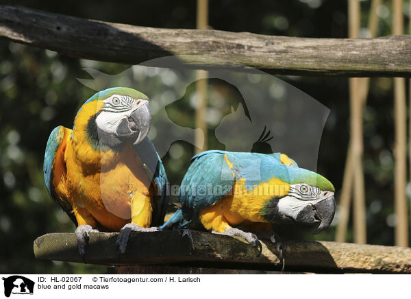 Gelbbrustaras / blue and gold macaws / HL-02067