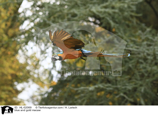 Gelbbrustara / blue and gold macaw / HL-02069