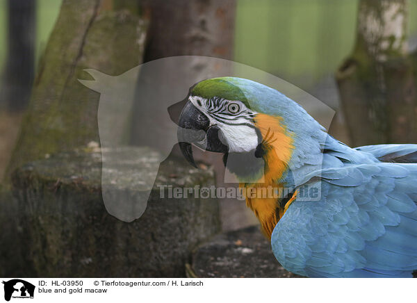 Gelbbrustara / blue and gold macaw / HL-03950