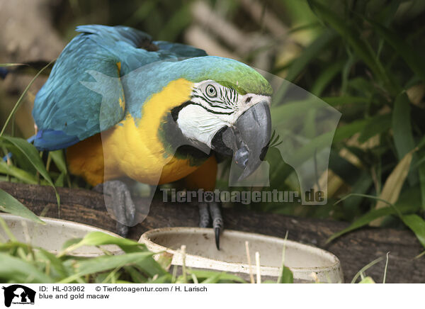 Gelbbrustara / blue and gold macaw / HL-03962