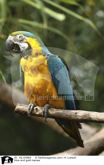 Gelbbrustara / blue and gold macaw / HL-03964