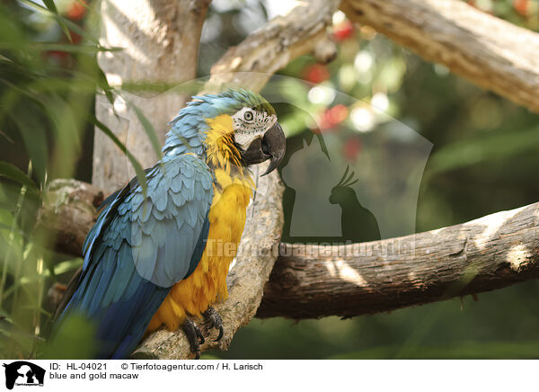 Gelbbrustara / blue and gold macaw / HL-04021