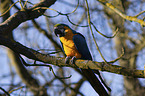 blue and gold macaw