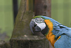 blue and gold macaw