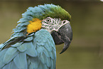 blue and gold macaw