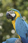 blue and gold macaw