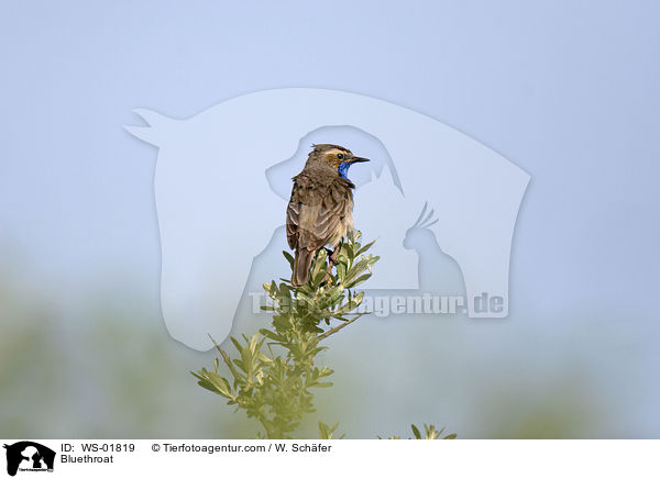 Blaukehlchen / Bluethroat / WS-01819