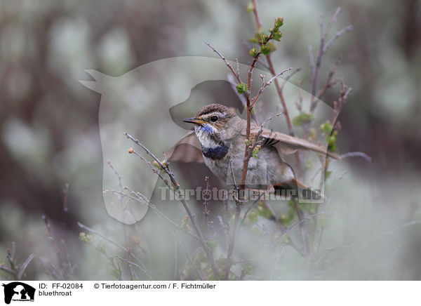 Blaukehlchen / bluethroat / FF-02084